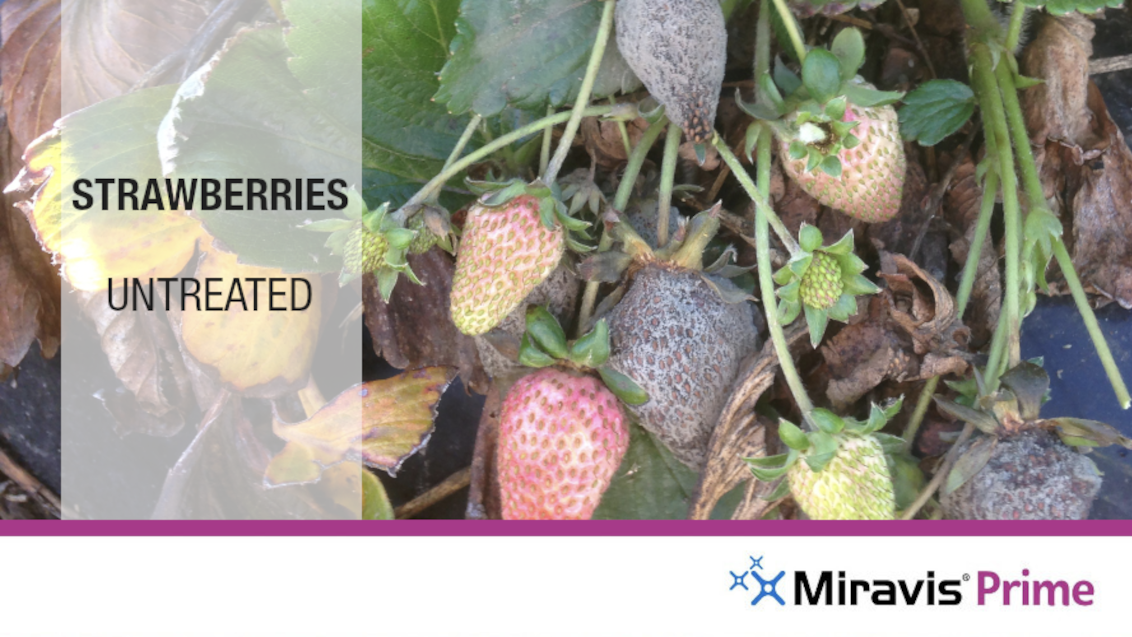 Miravis Prime Strawberries Untreated