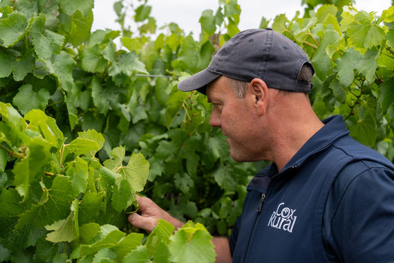 Representing some of South Australia's top vineyards, Cox Rural didn't miss the opportunity to assess three new fungicides from Syngenta.