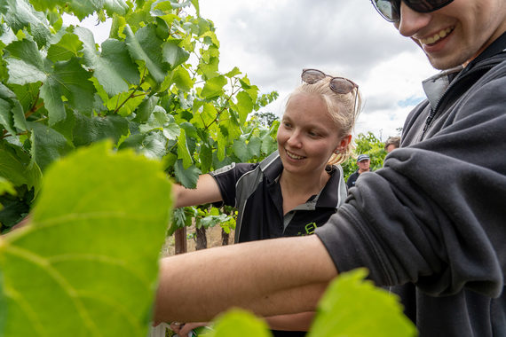 The Farmer Johns agronomy team found pleasing results at the Syngenta Learning Centre, featuring three new fungicides in viticulture.