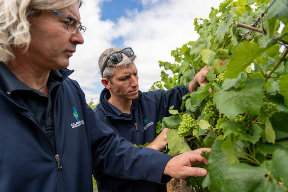 The E.E Muir & Sons agronomy team was eager to assess fungicide treatments at the Syngenta Learning Centre in viticulture.