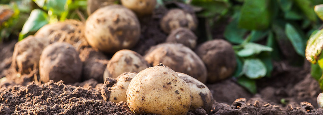 potato-crop-banner
