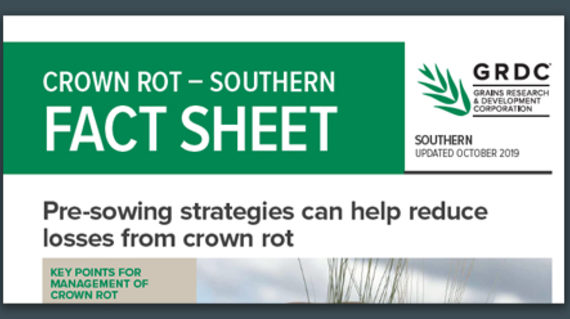 Crown rot southern Fact Sheet