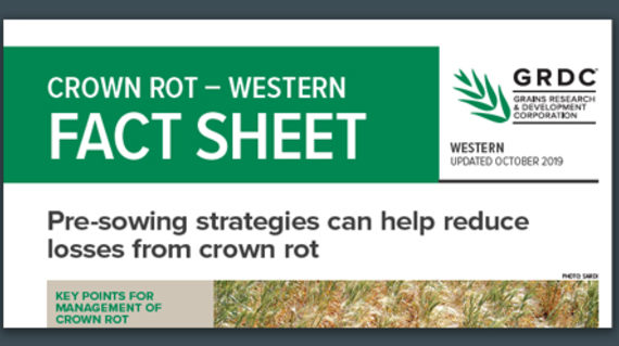 crown Rot Western Fact Sheet
