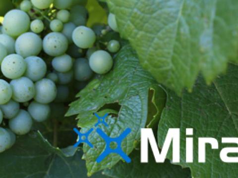 Miravis grapes