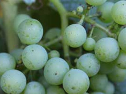Miravis® is a powerful new product for the control of Powdery Mildew in grape and wine production.