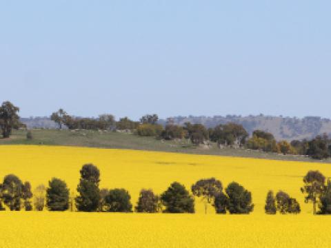 Canola field australia