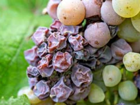 dried grapes on vine