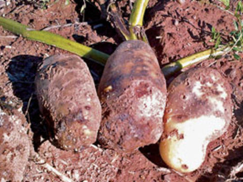 Potatoes pulled out of soil 