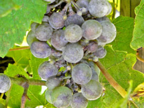 Powdery Mildew in grapes