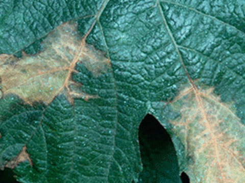 discolored spots on leaf 