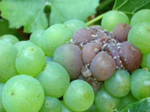grapes with disease 