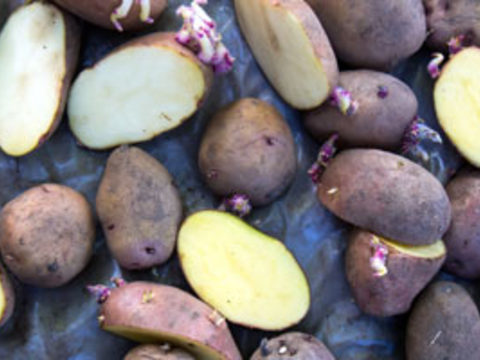 Potato seed tubers treated 
