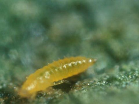 thrips larva on cucumber