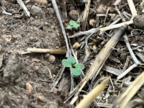 canola seedlings