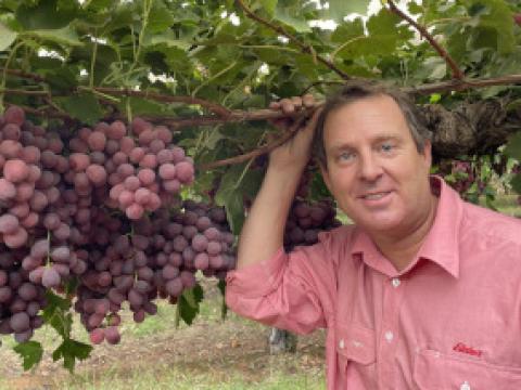 Elders Mildura Horticultural Agronomist Jeremy Adams