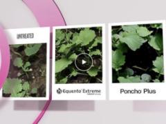 EQUENTO® Extreme | Seed treatment