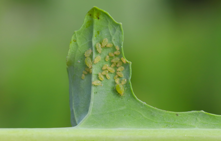 Monitoring for pests like green peach aphid is a crucial part of every integrated pest management plan