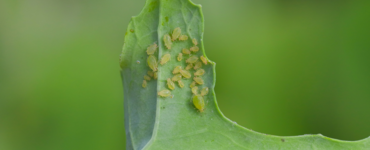 Monitoring for pests like green peach aphid is a crucial part of every integrated pest management plan