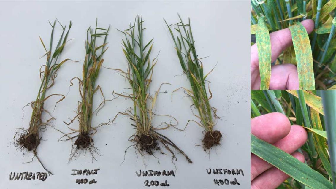 Agronomist, Tom McInerney, says barley leaf rust and spot type net blotch are having a strong impact on barley yields, especially on the more disease prone cereal-on-cereal paddocks.