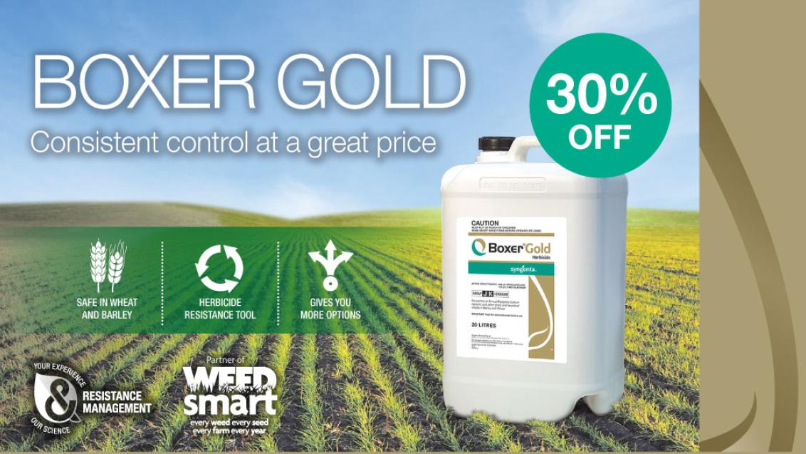 Boxer Gold 30% Off Promo Tile