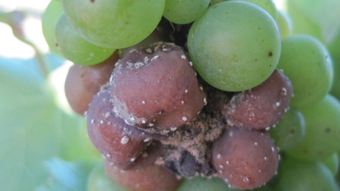 Botrytus