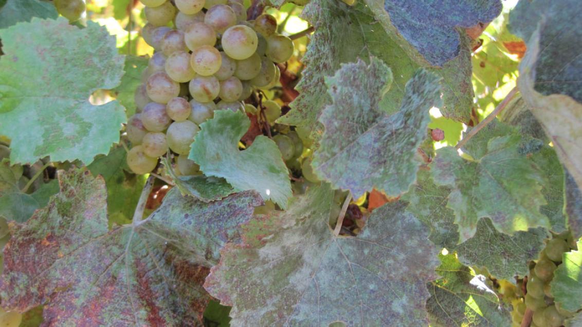 Powdery Mildew leaf on grape vine