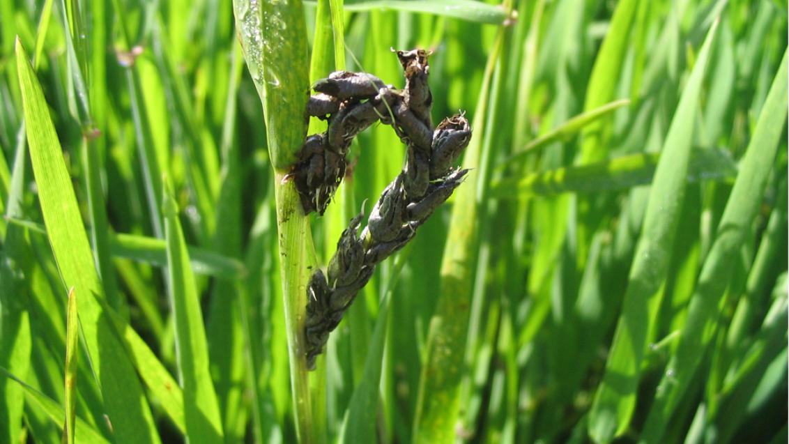 Loose smut continues to be observed in many barley crops and varieties should be treated with the SDHI fungicide VIBRANCE.