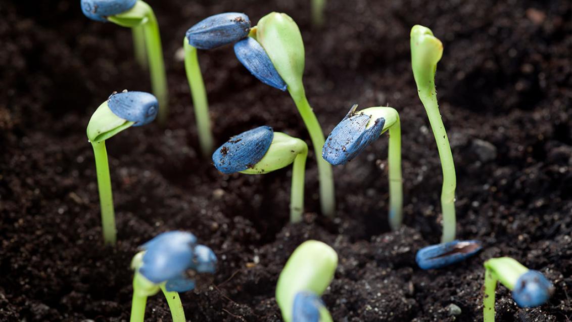 Young seedlings emerging from soil with blue seed coatings on green cotyledon leaves