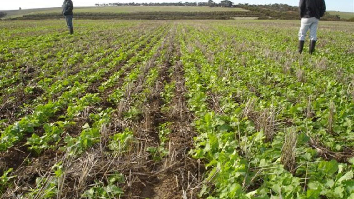 MAXIM® XL promotes early crop vigor in canola.