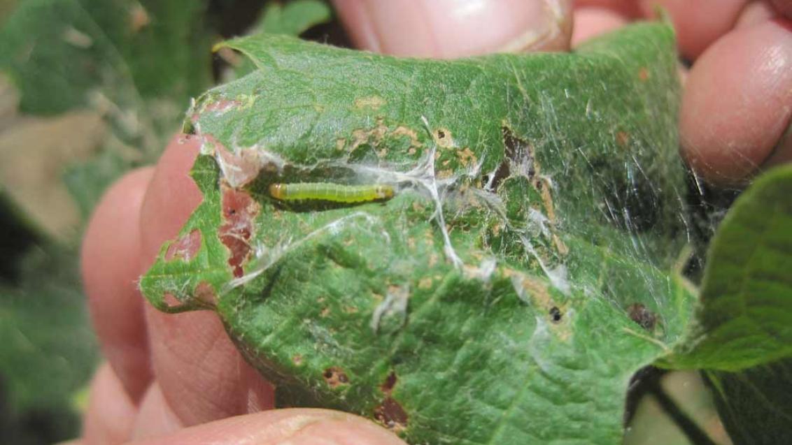 Voliam Targo® is soft on beneficials while being highly efficacious on pests including Light Brown Apple Moth.