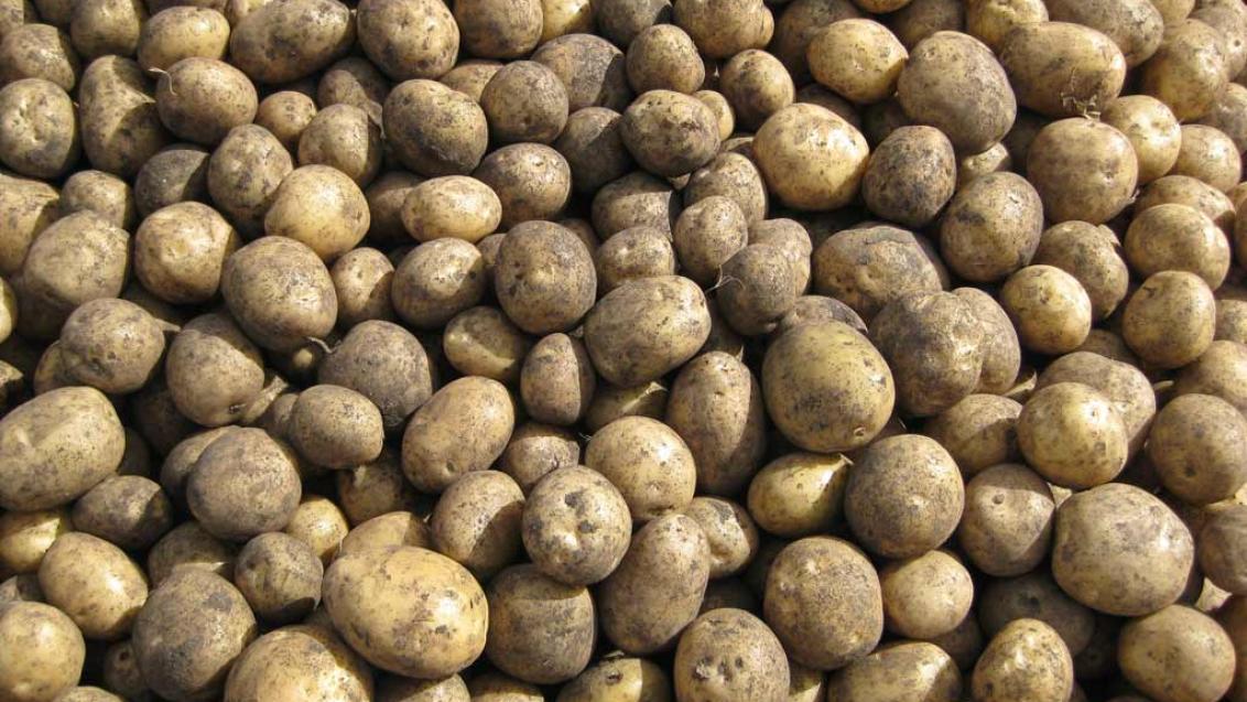 Vibrance Premium® for clean potato seed
