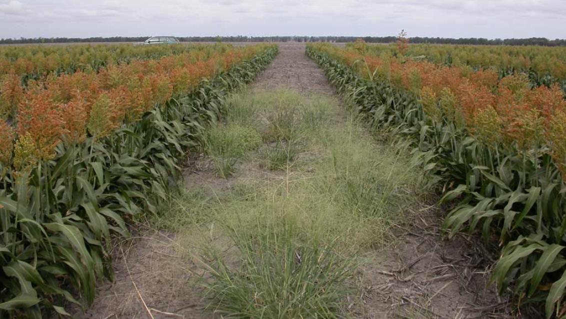 DUAL GOLD® label extension for over-the-top use in cotton and sorghum.