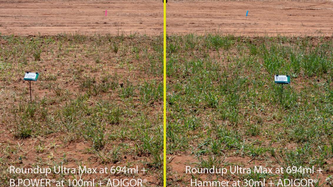 B-POWER is Syngenta's solo-formulation of butafenacil, designed to create a clean seed bed for winter crops.