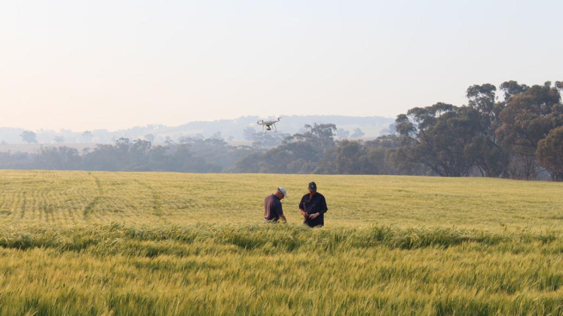 Syngenta designed BOXER GOLD® for use in drier times