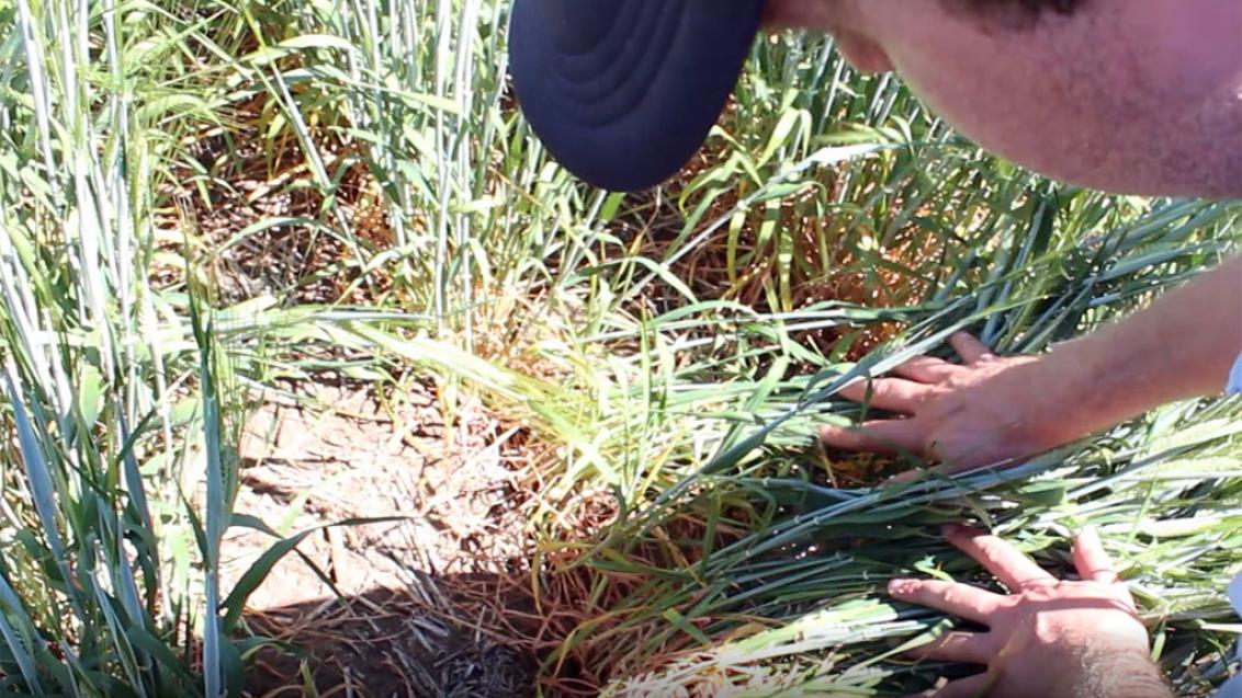 Syngenta launches AXIAL XTRA®, like the old AXIAL, only better.