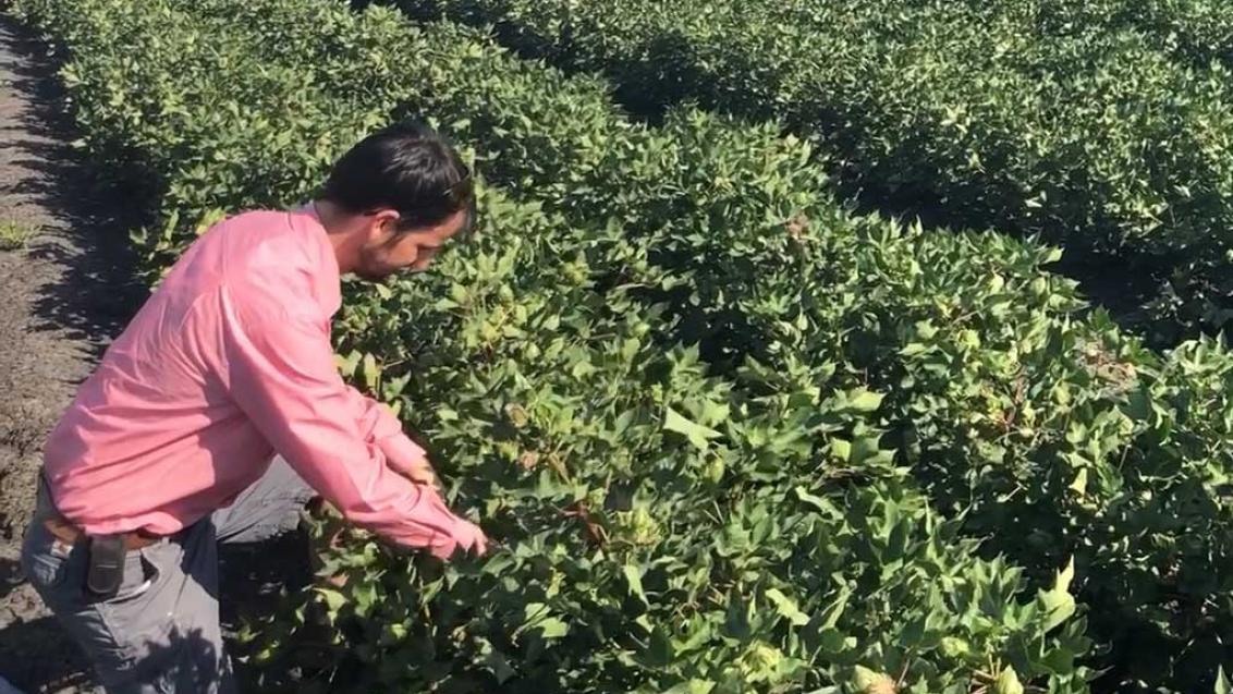 DUAL GOLD label extension is providing growers with greater flexibility for controlling grass weeds in sorghum and cotton.