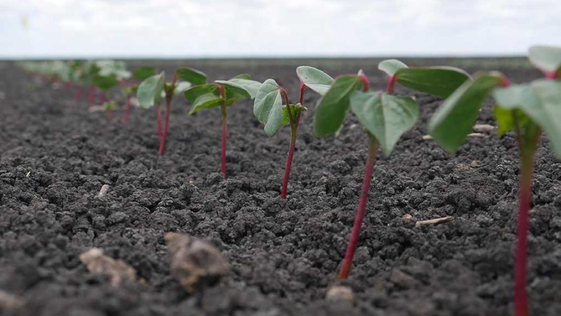 Syngenta and Cotton Seed Distributors will send the winners of the FastStart Cotton Establishment Awards on an expenses-paid trip to Western Australia