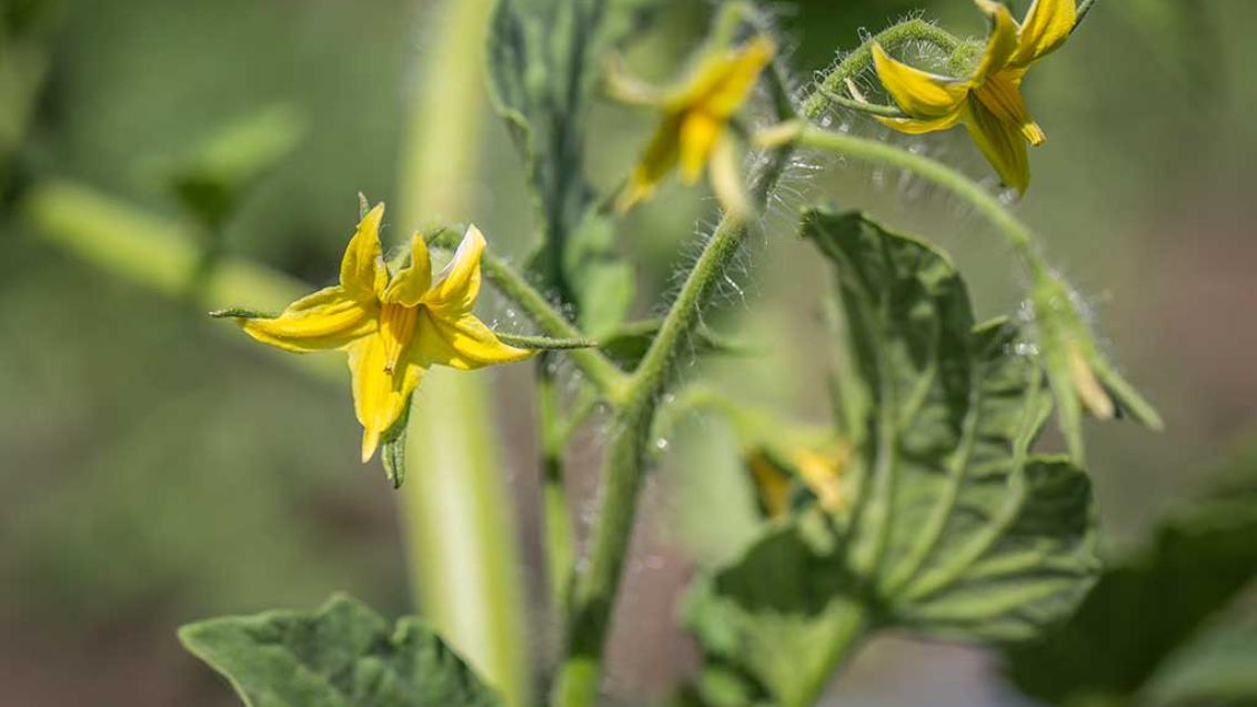 MINECTO® FORTE registered for use in fruiting vegetables and cucurbits.
