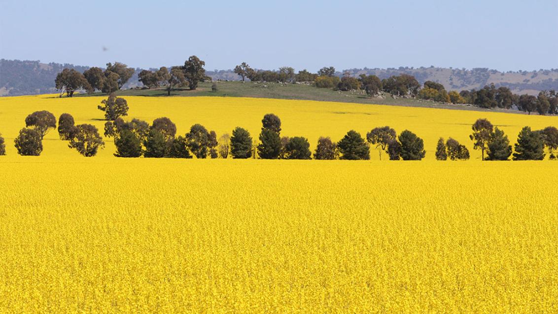 canola australia