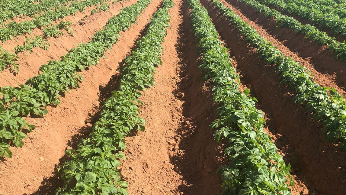 potato-canopy-establishment