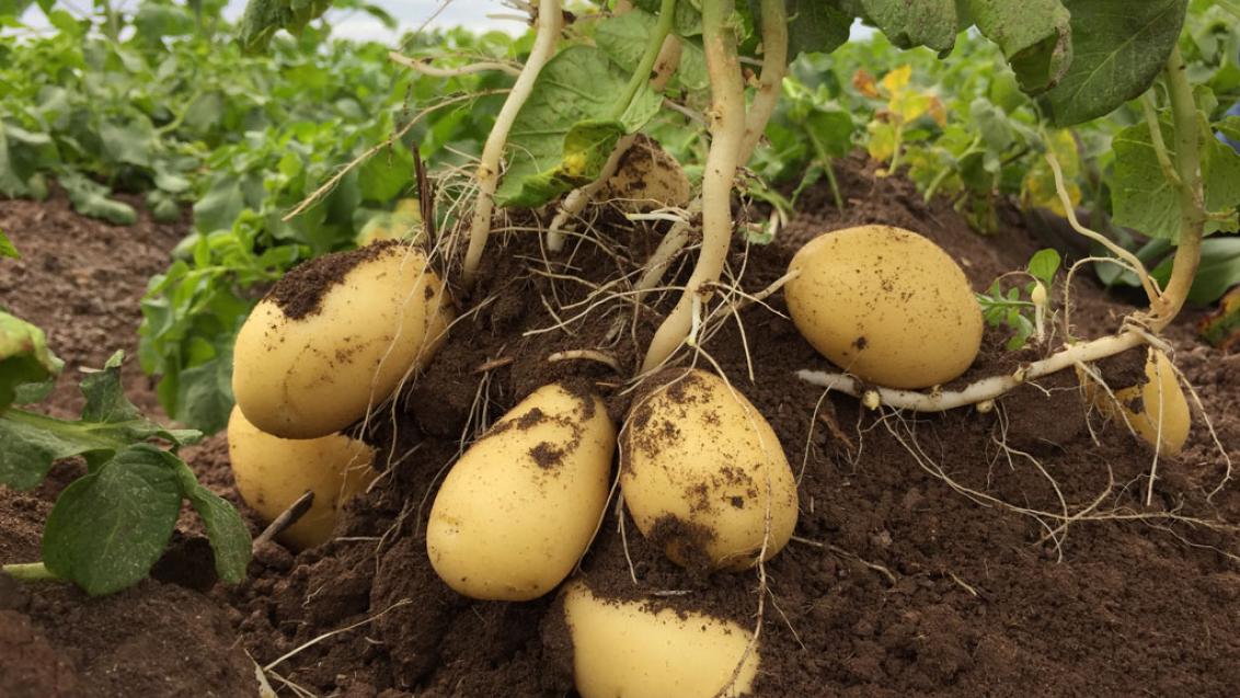 mid tuber bulking_Yara_news-banner