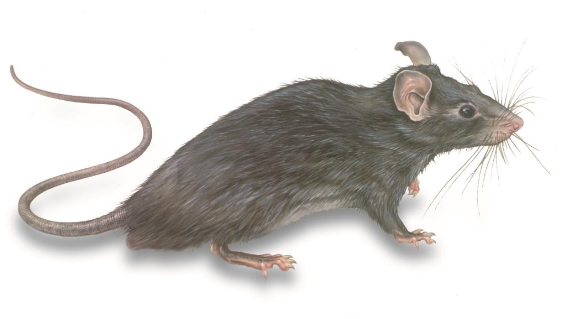 Rodent illustration