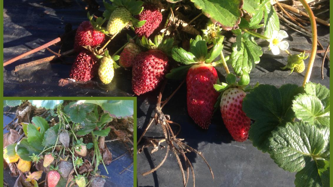 Miravis Prime news - strawberries