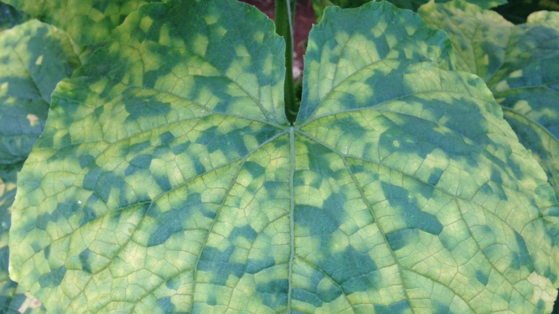 Downy mildew on leaf