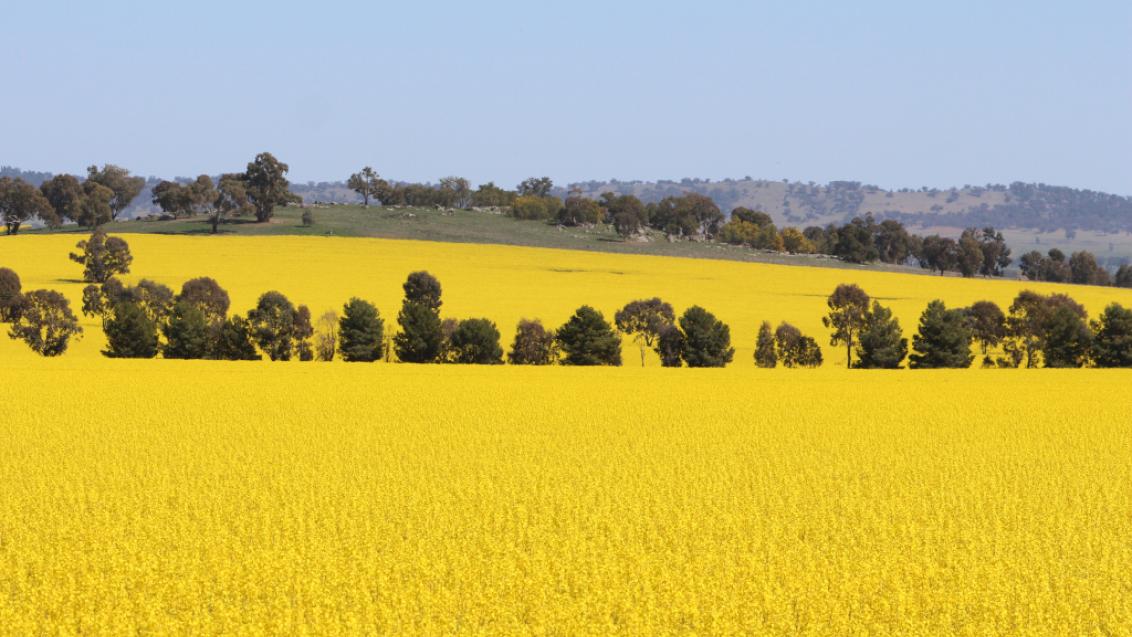 Australian Canola Field