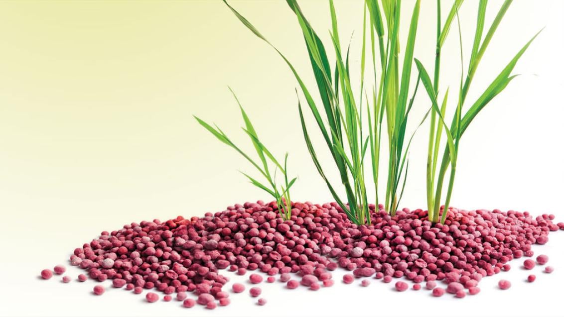Grass growing out of pebbles