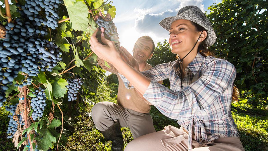 female picking grapes