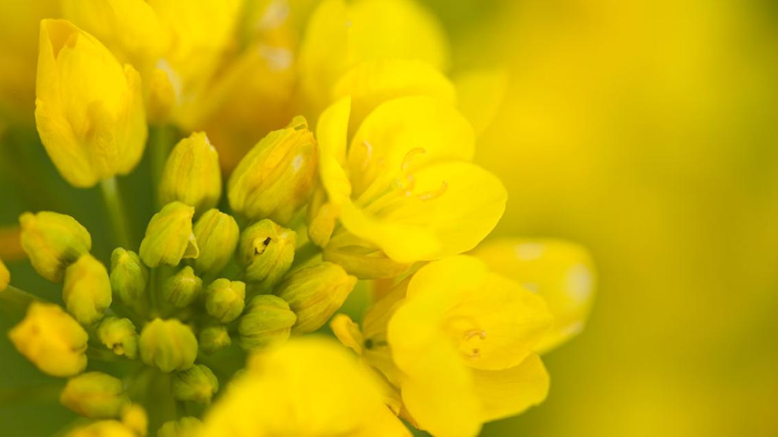 Canola flowers