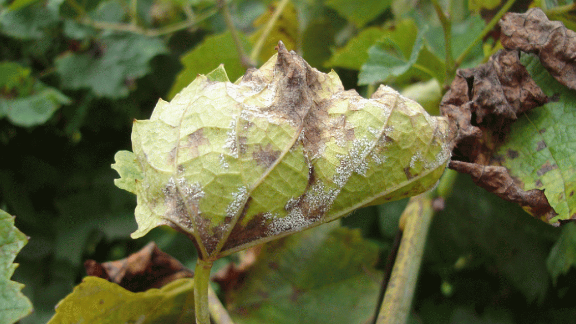 discolored leaf 