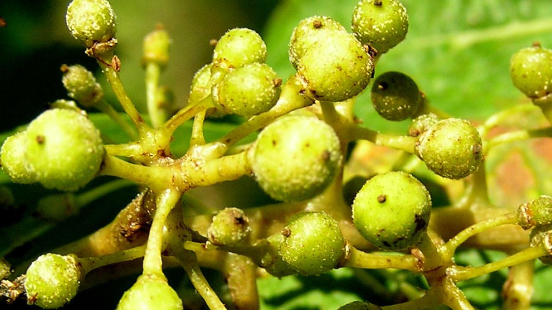 Downy Mildew in grapes